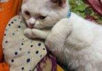 White Mix Breed Cat For Sell