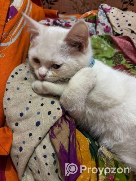 White Mix Breed Cat For Sell
