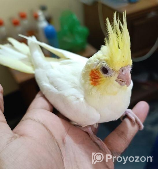 ককটেল টেম সাইজ বাচ্চা