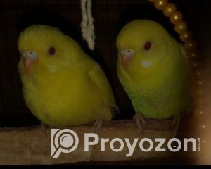 fitted-50_2026-01-06_10-36-42