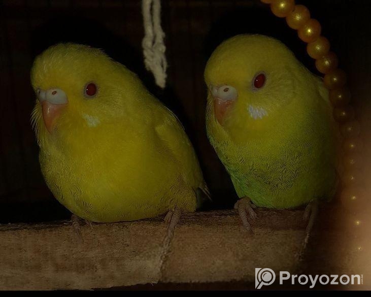 রেড আই এলবিনো বাজিকর পা