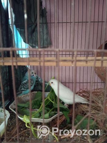 বাজিগার পাখি বিক্রি হবে