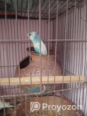 বাজিগার পাখি বিক্রি হবে