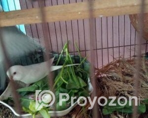 fitted-57_2026-01-06_10-27-20