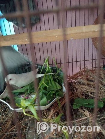 বাজিগার পাখি বিক্রি হবে