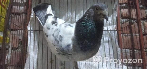 কবুতর বিক্রি করা হবে