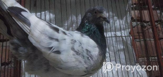 কবুতর বিক্রি করা হবে