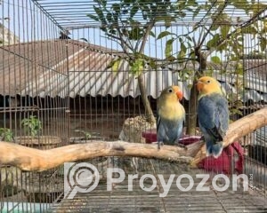 fitted-5_2026-01-10_11-29-09