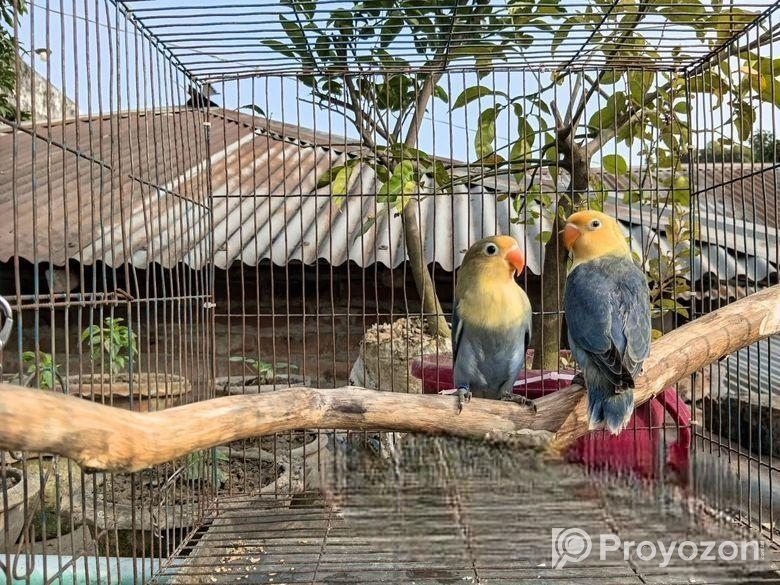 DF Perblue fisher Baby