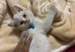 White Mix Breed Cat For Sell