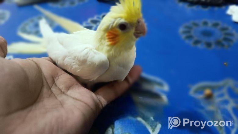 ককটেল টেম সাইজ বাচ্চা