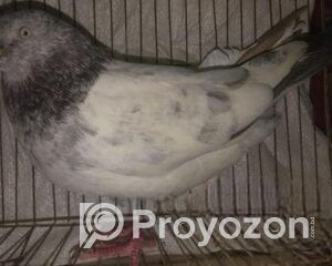 fitted-60_2026-01-06_10-31-34