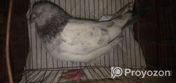 কবুতর বিক্রি করা হবে