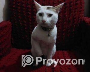 fitted-62_2026-01-06_10-37-20