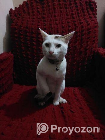 Cat For Adoption (Vaccine Korano)