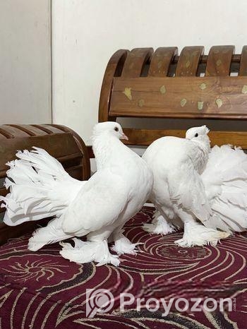 কিং সাইজের, বিদেশি লক্ষা কবুতর, (মাস্টার পেয়ার)।