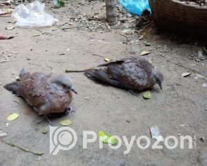 fitted-63_2026-01-15_11-08-18