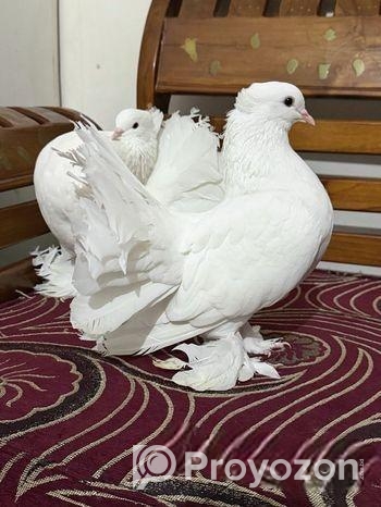 কিং সাইজের, বিদেশি লক্ষা কবুতর, (মাস্টার পেয়ার)।