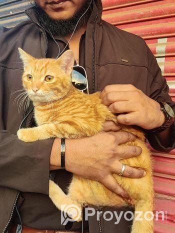 Mixed Breed Partient Cats (male)