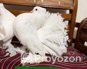 fitted-65_2026-01-06_10-40-14