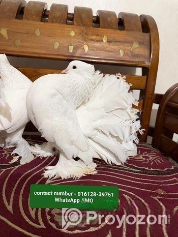 কিং সাইজের, বিদেশি লক্ষা কবুতর, (মাস্টার পেয়ার)।