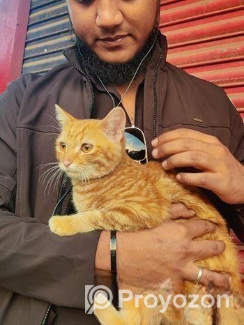 Mixed Breed Partient Cats (male)