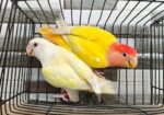 Love bird Breading pair With 3 Baby