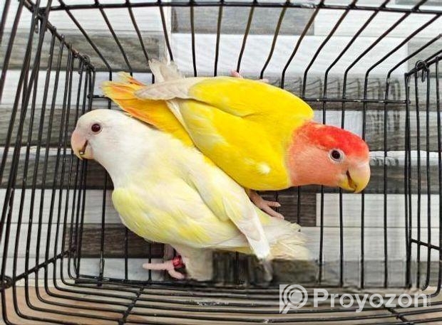 Love bird Breading pair With 3 Baby