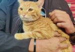 Mixed Breed Partient Cats (male)