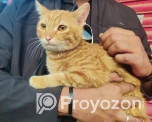 fitted-66_2026-01-15_11-10-40