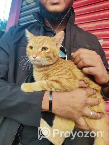 Mixed Breed Partient Cats (male)