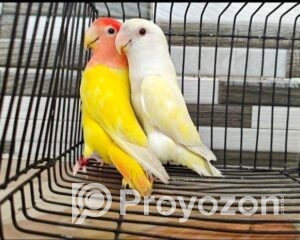 fitted-67_2026-01-06_10-47-26