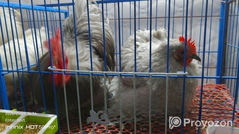 সিলভার কোচিং