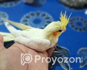 fitted-6_2026-01-26_10-47-29