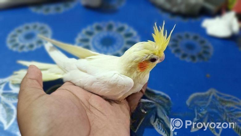 ককটেল টেম সাইজ বাচ্চা