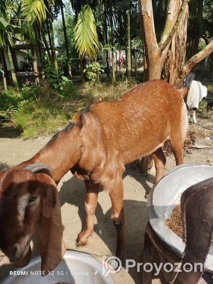 একটি খাসি ছাগল অনেক ভালো জাতের