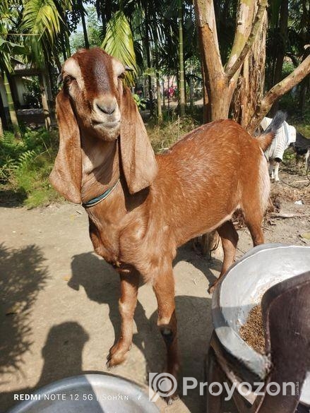একটি খাসি ছাগল অনেক ভালো জাতের