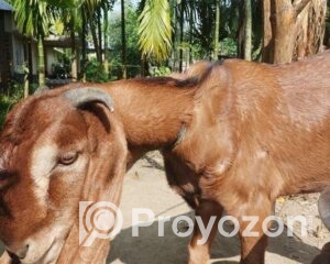 fitted-75_2026-01-03_10-11-50