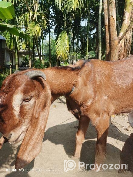 একটি খাসি ছাগল অনেক ভালো জাতের