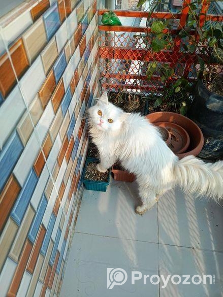 Persian Long hair adult female cat