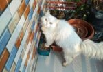 Persian Long hair adult female cat