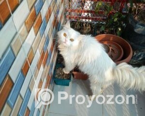 fitted-7_2026-01-03_11-50-30