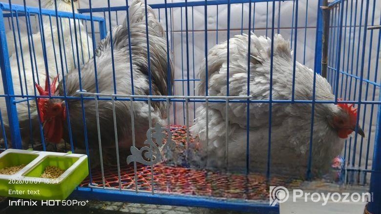 সিলভার কোচিং