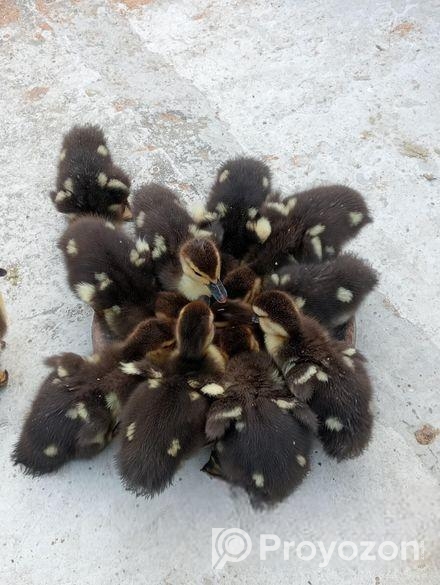 ১৫ দিন বয়সে চিনা হাঁসের বাচ্চা বিক্রয় করা হবে