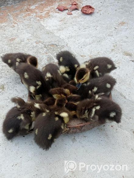 ১৫ দিন বয়সে চিনা হাঁসের বাচ্চা বিক্রয় করা হবে