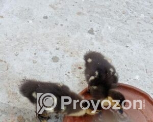 fitted-84_2026-01-10_10-54-13