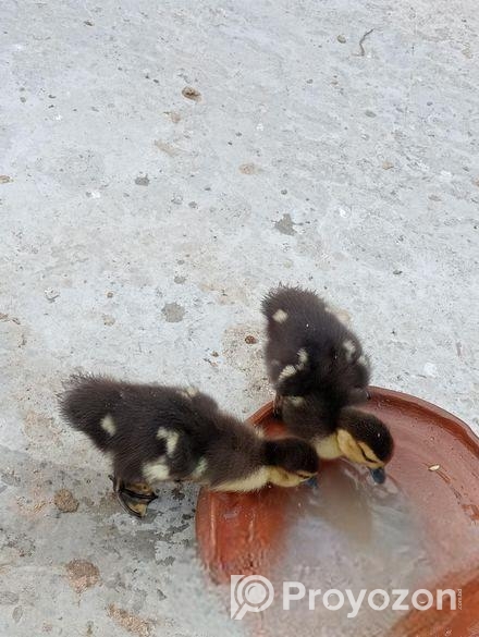 ১৫ দিন বয়সে চিনা হাঁসের বাচ্চা বিক্রয় করা হবে