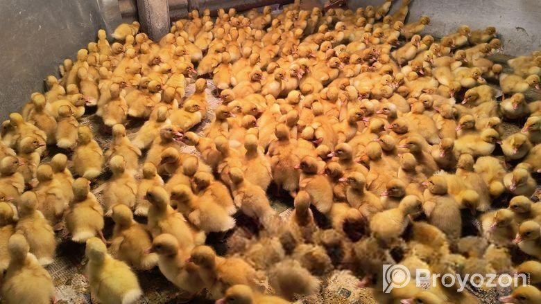এক দিন বয়সের হাস ও মুরগির বাচ্চা বিক্রি করা হবে
