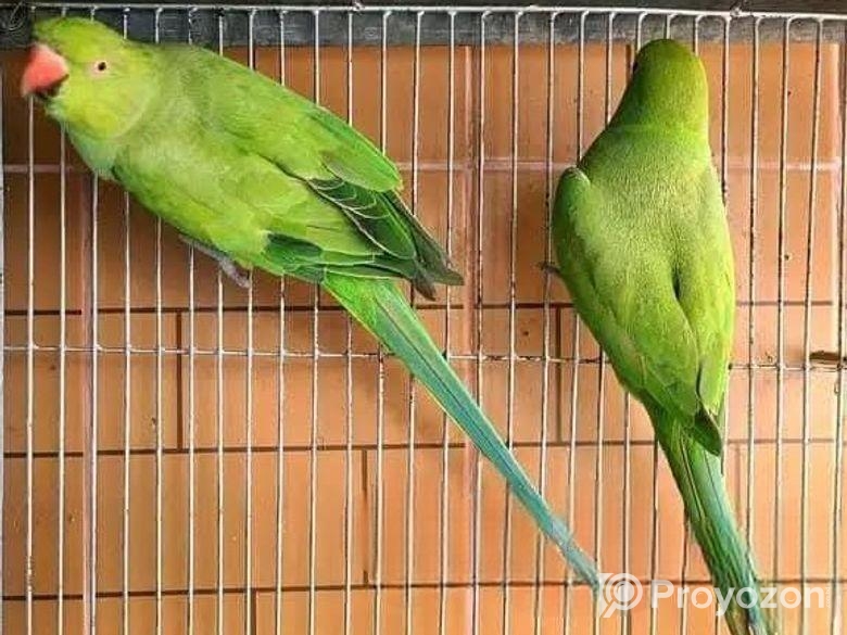 দুইটি ফিমেল ইন্ডিয়ান রিংনেক টিয়া বিক্রি করা হবে