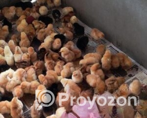 fitted-86_2026-01-03_10-32-32